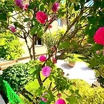 Garden Free Parking Apartment *